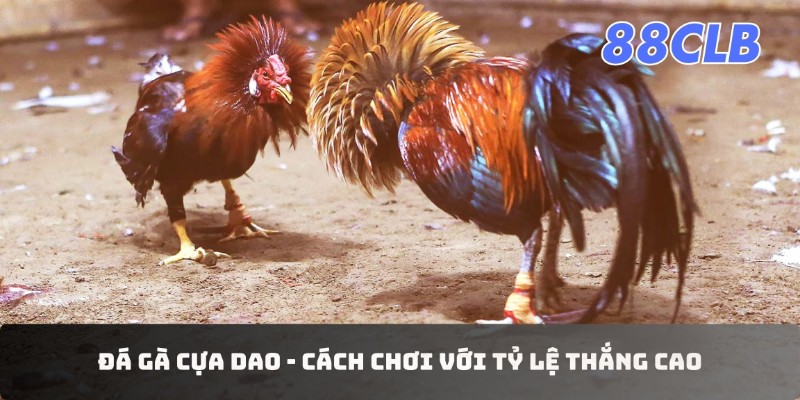 Đá Gà Cựa Dao - Cách Chơi Với Tỷ Lệ Thắng Cao Mới Nhất 2024